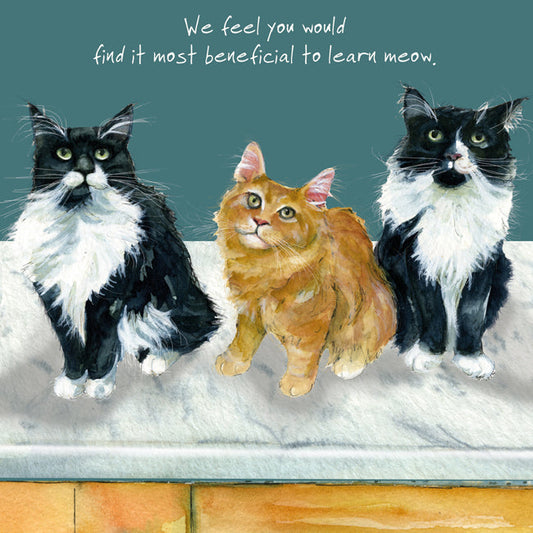 The Little Dog Laughed Greeting Card Cat MAINE COON Ted, Jasper & Oscar