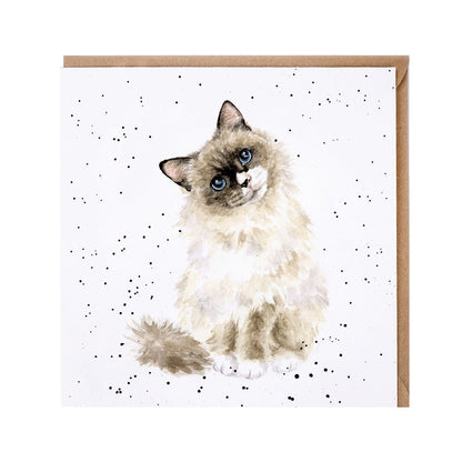 Wrendale Designs card Country Set PAWS FOR THOUGHT ragdoll-cat blue eyes