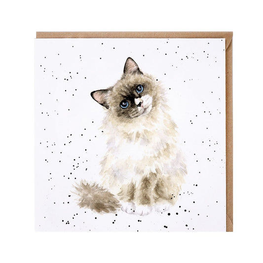 Wrendale Designs card Country Set PAWS FOR THOUGHT ragdoll-cat blue eyes