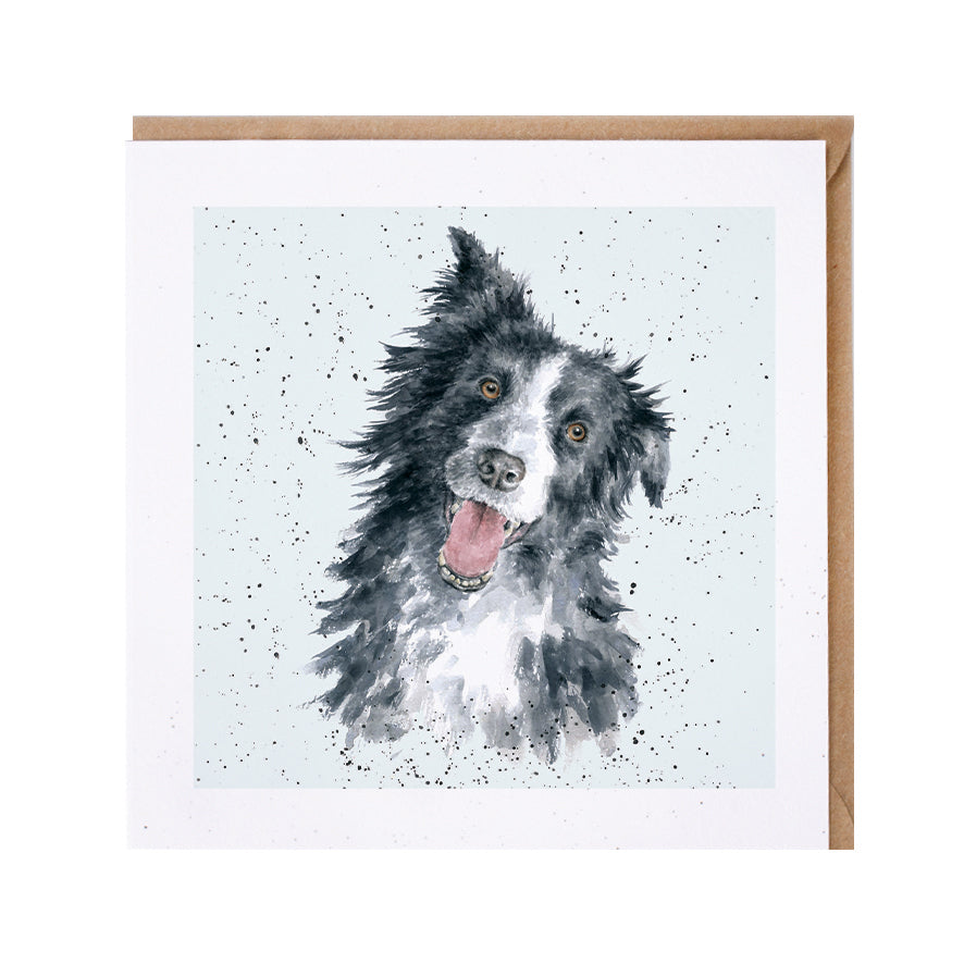 Wrendale Designs card Dog Breeds BORDER COLLIE